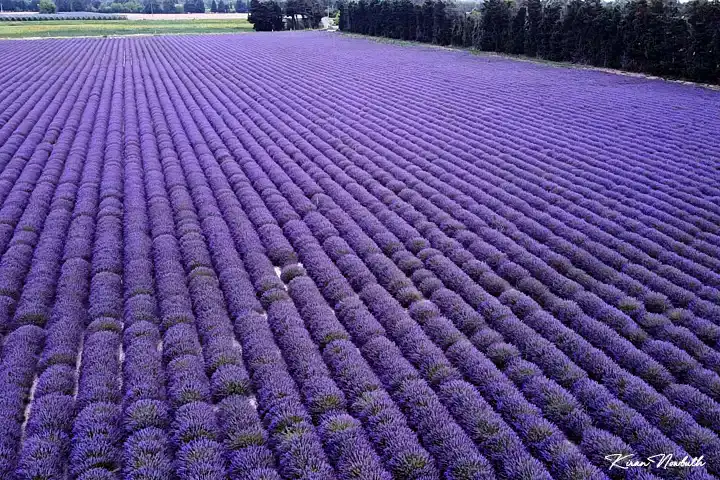 Champ de Lavande (Vaucluse)