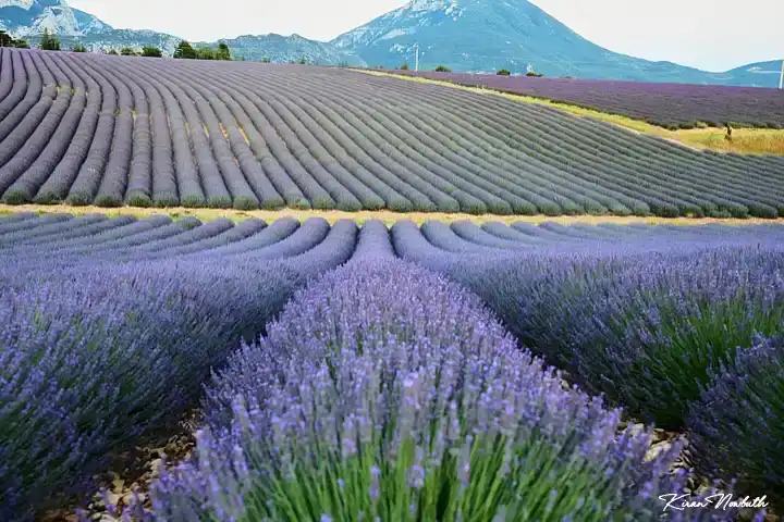 Plateau de Valensole